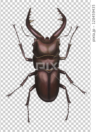 Stag beetle illustration Stag beetle illustration 128459435