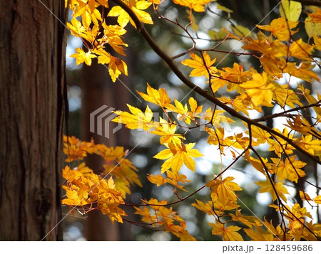 黄色に紅葉した葉 128459686