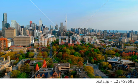 Toronto skyline revealing iconic cn tower and university of toronto campus, featuring vibrant autumn trees framing urban landscape under bright blue sky. Urban style concept Canada 128459695
