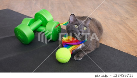 Gray feline lounging on black yoga mat near green dumbbells, wearing rainbow lgbt scarf, curiously looking around wooden floor with tennis ball nearby. Cat and sport concept 128459713