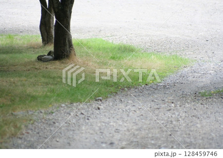 an 7月の風景 128459746