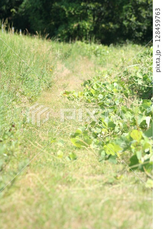 an 7月の風景 an 7月の風景 128459763