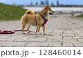 Adorable red Shiba Inu dog happily walking on lush green gras 128460014