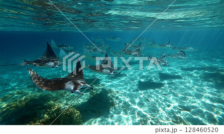 海底の楽園：サンゴ礁とマンタのパノラマ 128460520