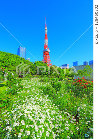 東京都港区、咲きそろう花々と東京タワーの風景 東京都港区、咲きそろう花々と東京タワーの風景 128460802