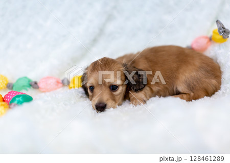 カニンヘンダックスの仔犬　1ヶ月の仔犬 128461289