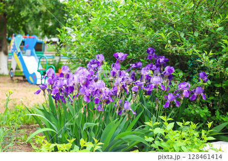 Beautiful flowerbed with purple Iris flowers on the playground 128461414