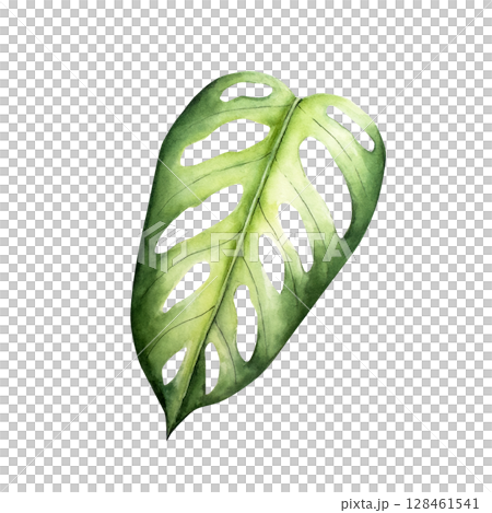 Realistic monstera leaf. Watercolor hand drawn vibrant green tones. Isolated botanical illustration on transparent background. Perfect for tropical design projects. For designers, invitations 128461541