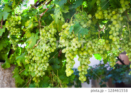 Clusters of ripe green grapes in summer garden Clusters of ripe green grapes in summer garden 128461558