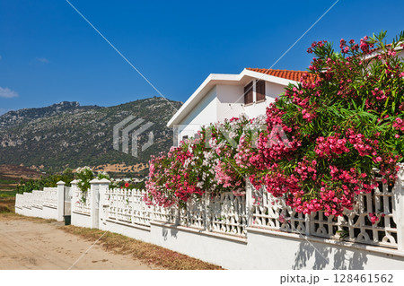 White house with blooming oleander bushes along decorative fence in rural Sardinia on a clear summer day 128461562