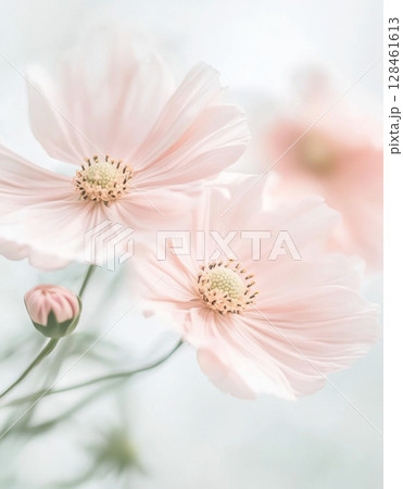 Pastel-colored cosmos flowers overlapping softly, ideal for poster, print, floral background 128461613