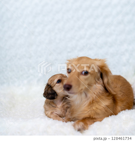 カニンヘンダックスの親子　1ヶ月の仔犬 128461734