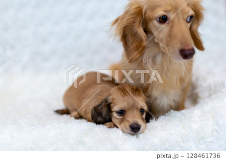 カニンヘンダックスの親子 1ヶ月の仔犬 カニンヘンダックスの親子 1ヶ月の仔犬 128461736