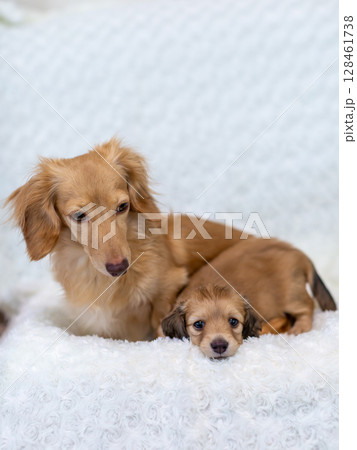 カニンヘンダックスの親子　1ヶ月の仔犬 128461738