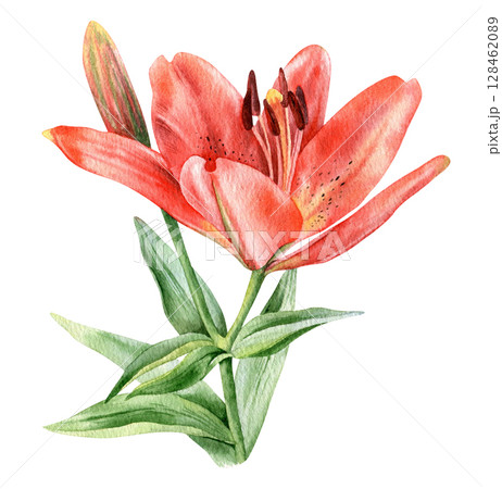 Red lily hand drawn watercolor illustration isolated on white background 128462089