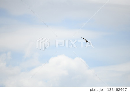 空を飛ぶとんび 128462467
