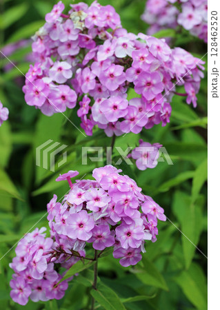 Pink phlox flower spike in close up Pink phlox flower spike in close up 128462520