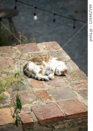 Homeless cat basking in sun, forming compact shape to conserve body heat outdoors. Street life pet Homeless cat basking in sun, forming compact shape to conserve body heat outdoors. Street life pet 128462599