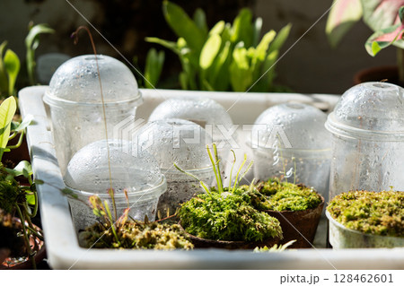 Round leaved sundew thriving in homemade setup with cup containers and water supply, garden hobby Round leaved sundew thriving in homemade setup with cup containers and water supply, garden hobby 128462601