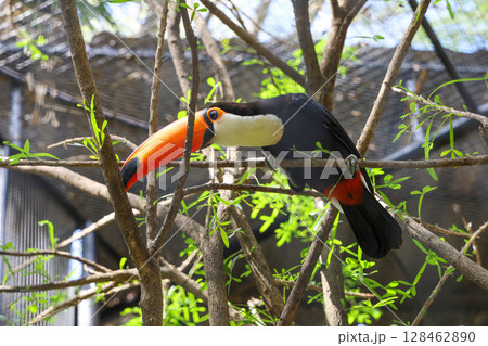 The toco toucan bird on the wood tree in zoology 128462890