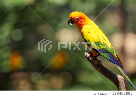 The mini parrot bird on stick tree 128462893