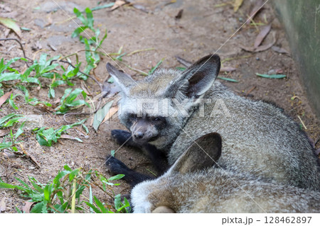 close up face bat eared fox 128462897