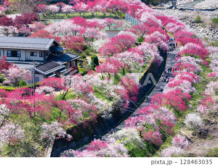 長野県阿智村　花桃の里 128463035