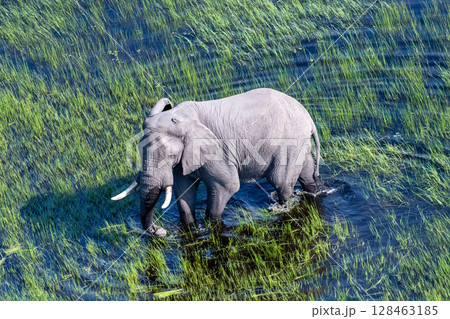 Aerial View of an African Elephant 128463185
