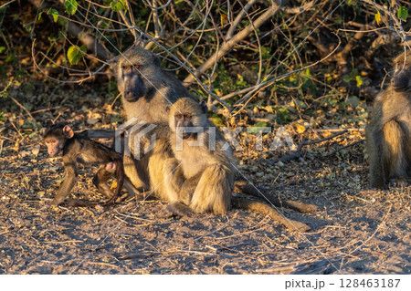 Baboon family in Chobe Baboon family in Chobe 128463187
