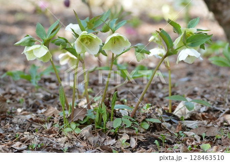 白い「クリスマスローズ」(赤城自然園/群馬県渋川市) 白い「クリスマスローズ」(赤城自然園/群馬県渋川市) 128463510