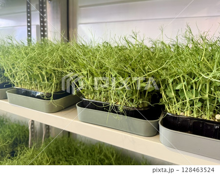 Fresh microgreens thriving in trays arranged on shelves within a controlled environment of a vertical farm, showcasing sustainable agriculture and healthy food production 128463524