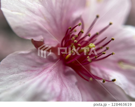 桜の花、蕾、新芽、河津桜のマクロ撮影 128463619