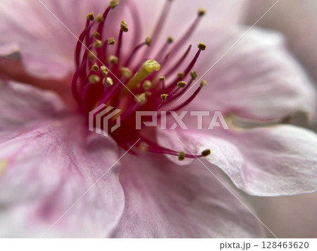 桜の花、蕾、新芽、河津桜のマクロ撮影 128463620