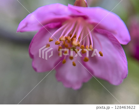 桜の花、蕾、新芽、河津桜のマクロ撮影 128463622