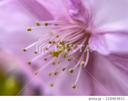 桜の花、蕾、新芽、河津桜のマクロ撮影 桜の花、蕾、新芽、河津桜のマクロ撮影 128463631