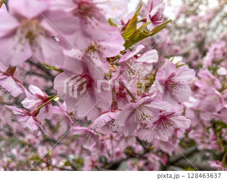 桜の花、蕾、新芽、河津桜のマクロ撮影 128463637