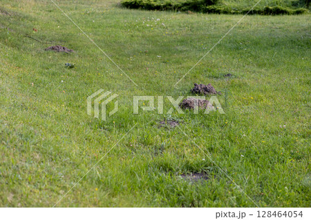 Numerous fresh molehills disrupt a verdant green lawn, signaling a common garden pest issue requiring efficient landscape maintenance and humane wildlife management Numerous fresh molehills disrupt a verdant green lawn, signaling a common garden pest issue requiring efficient landscape maintenance and humane wildlife management 128464054