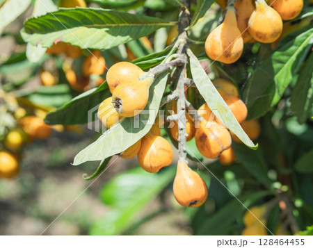 Hand holding ripe loquats from fruit-laden tree in natural light Hand holding ripe loquats from fruit-laden tree in natural light 128464455