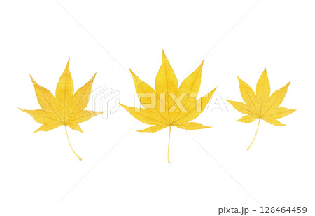 落ち葉 イラスト 水彩 枯れ葉 落ち葉 イラスト 水彩 枯れ葉 128464459