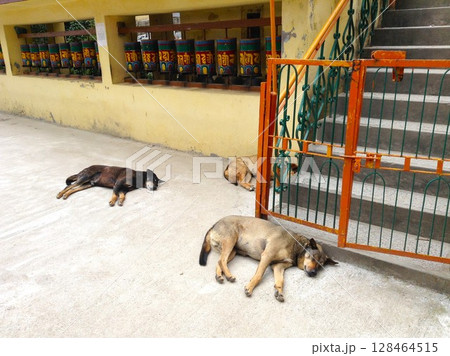 Stray dogs resting peacefully beside buddhist prayer wheels in Dharamshala, India. 128464515