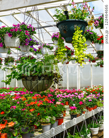 Blooming Flower Greenhouse with Hanging Baskets and Rows of Colorful Potted Geraniums Blooming Flower Greenhouse with Hanging Baskets and Rows of Colorful Potted Geraniums 128464666