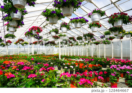 Colorful Flower Greenhouse with Hanging Pots and Blooming Potted Plants in Full Spring Bloom 128464667