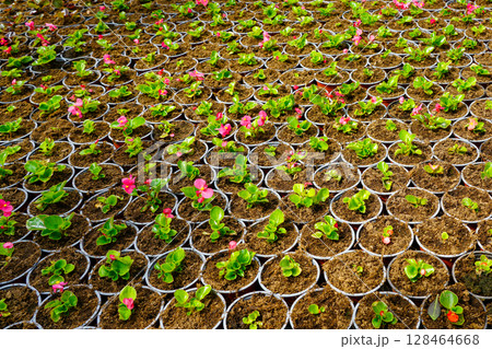 Rows of Young Flower Seedlings in Pots Growing in a Greenhouse Nursery with Bright Pink Blossoms 128464668
