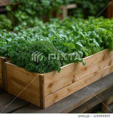 Fresh herbs and greens thriving in wooden planter boxes on a sunny day 128464905