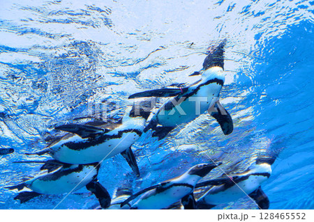 サンシャイン水族館の空飛ぶペンギン サンシャイン水族館の空飛ぶペンギン 128465552