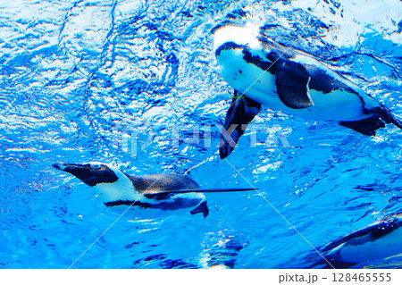 サンシャイン水族館の空飛ぶペンギン 128465555