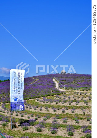 ラベンダーの丘の風景 128465575