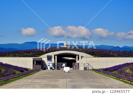 ラベンダーの丘の風景 ラベンダーの丘の風景 128465577