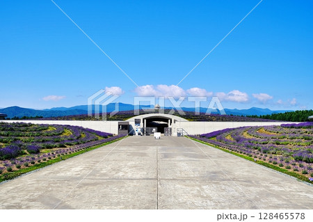 ラベンダーの丘の風景 128465578