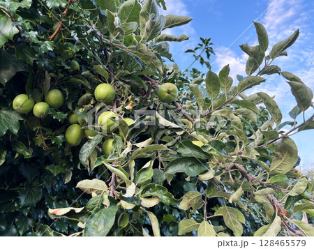 Green non-ripe apples on tree branch among leaves close up against blue sky, harvest time concept, summer natural background, fruit in apple tree in garden outside of house side view, selective focus 128465579
